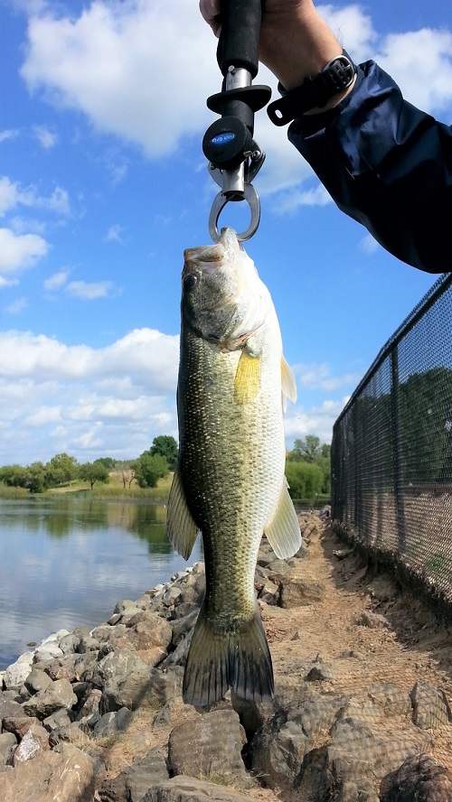 Let's catch Catfish in Contra Loma