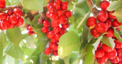 Cherry picking in Brentwood California