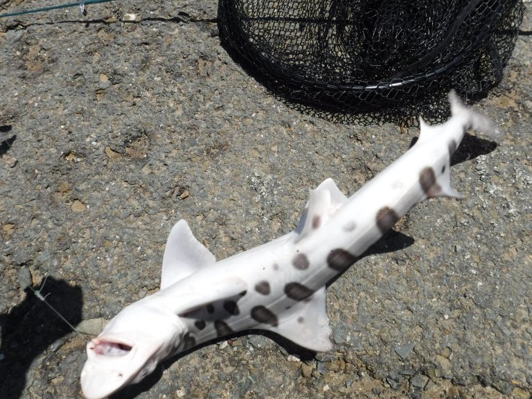 Catch Leopard Shark from shore! In Fisherman's Park Fishing and Outdoors