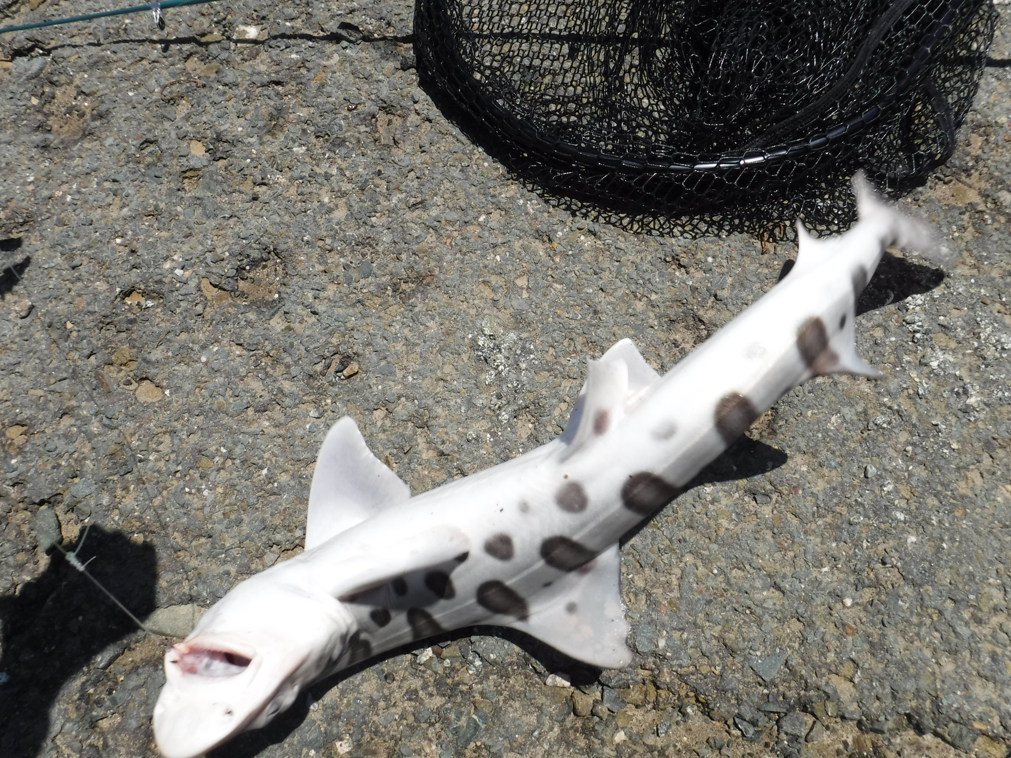 Catch Leopard Shark from shore! In Fisherman's Park