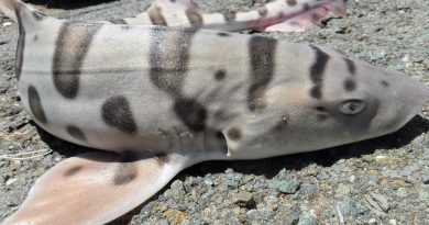 Catch Leopard Shark from shore! In Fisherman’s Park