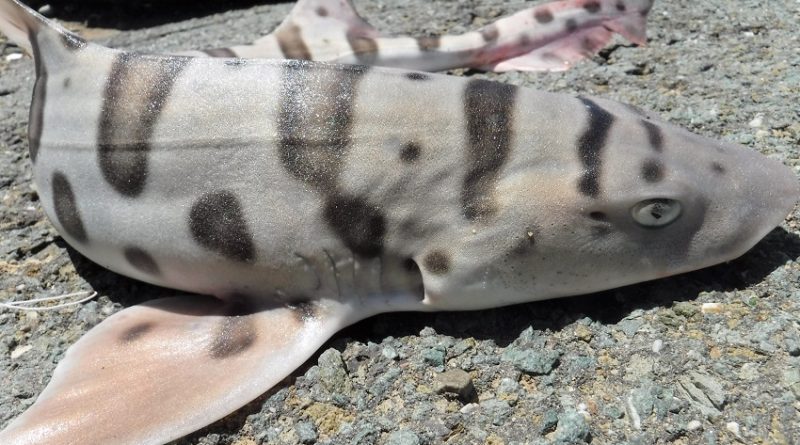 Catch Leopard Shark from shore! In Fisherman’s Park