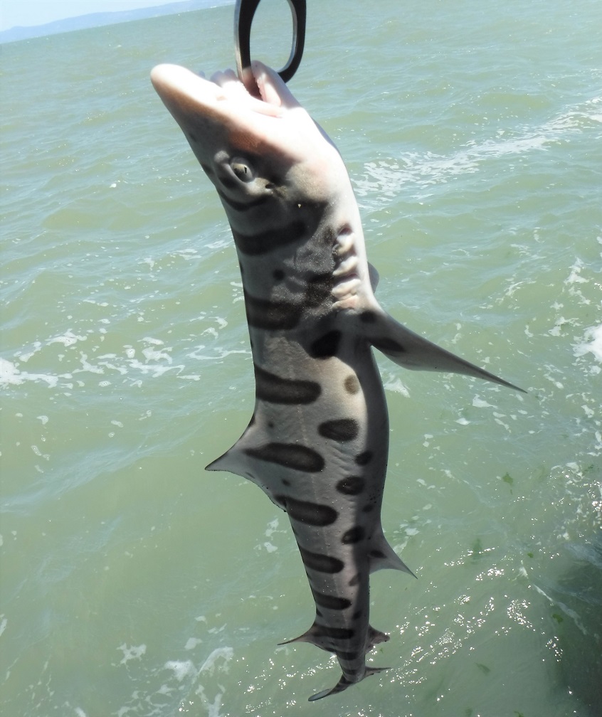 Leopard Shark - Pier Fishing in California