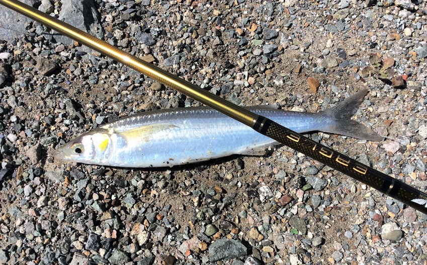 Smelt Fishing at Half Moon Bay